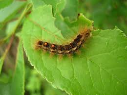 browntail moth caterpillar on a green leaf 