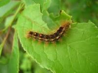 browntail moth 