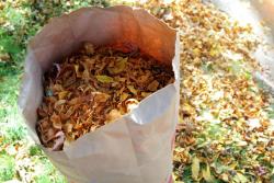 bag of leaves