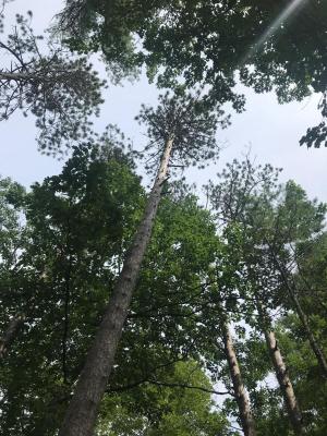 Pine Grove Tree Canopy