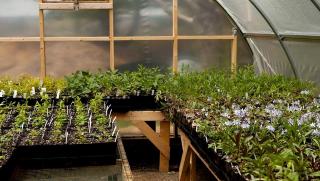 native plants in greenhouse