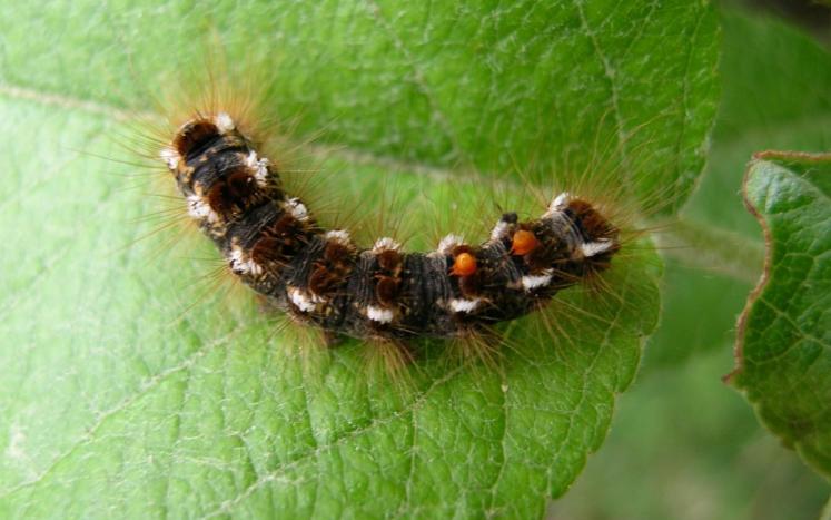 browntail moth 