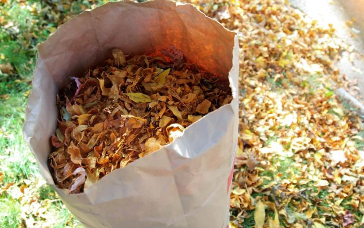 leaf  bag full of dried leaves